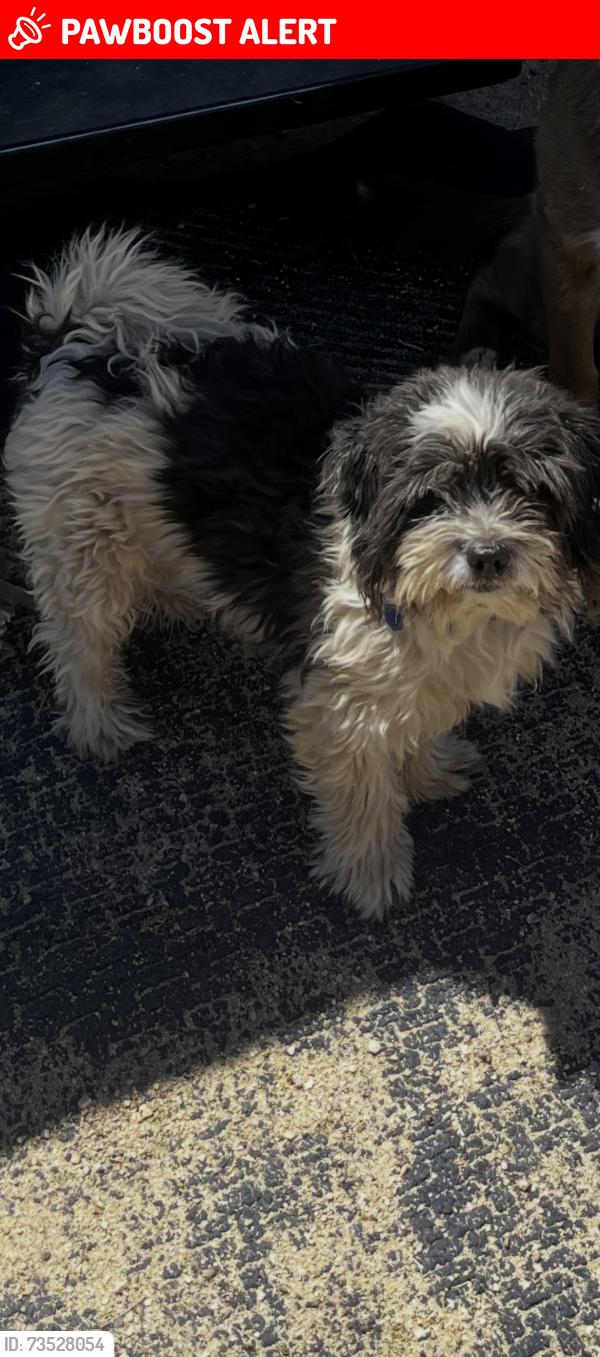 Lost Male Dog last seen Caliente dr, Desert Hot Springs, CA 92240