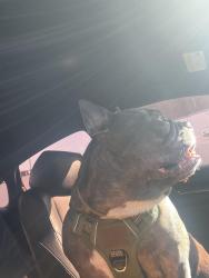Found/Stray Male Dog last seen St. Eugene Catholic School, Los Angeles, CA 90047