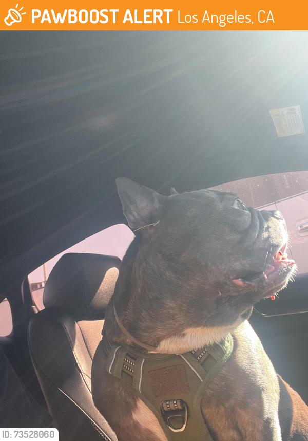 Found/Stray Male Dog last seen St. Eugene Catholic School, Los Angeles, CA 90047