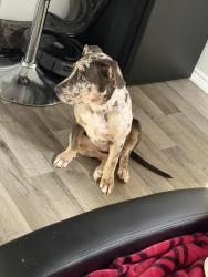 Lost Female Dog last seen Elder ct, Irving, TX 75060