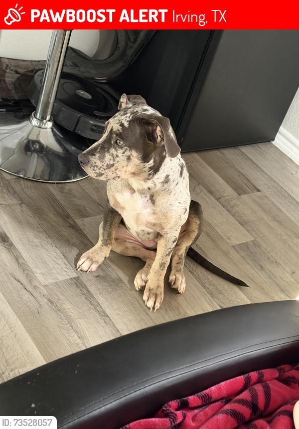 Lost Female Dog last seen Elder ct, Irving, TX 75060
