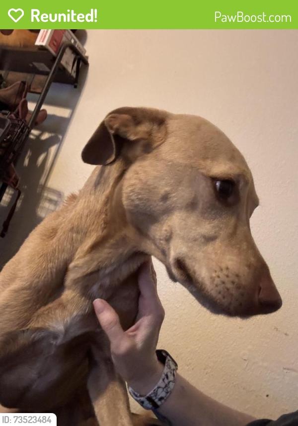 Reunited Female Dog last seen Sara Road and Main St, Yukon, OK 73099