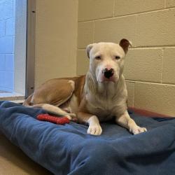 Shelter Stray Male Dog last seen , 14 Forever Friend Ln, Asheville, NC 28806, USA