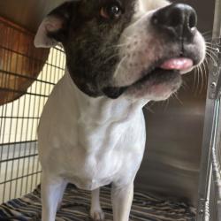 Shelter Stray Male Dog last seen , 14 Forever Friend Ln, Asheville, NC 28806, USA