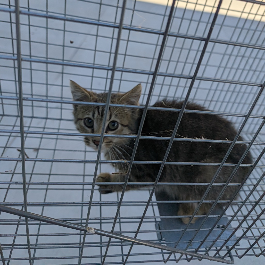Shelter Stray Male Cat last seen , 980 Guilford College Rd, Greensboro, NC 27409, USA