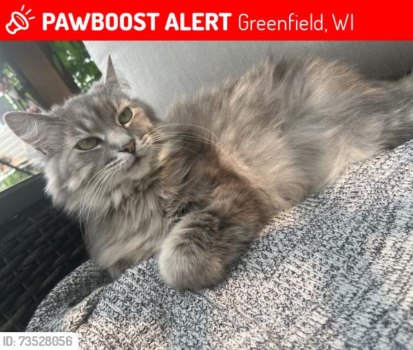 Lost Female Cat last seen 49th and Layton, Greenfield, WI 53220