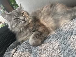 Lost Female Cat last seen 49th and Layton, Greenfield, WI 53220