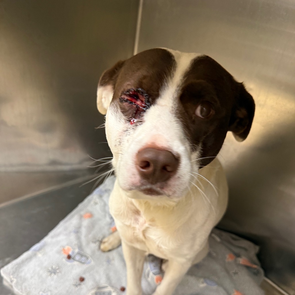 Shelter Stray Male Dog last seen , 5570 Sturmer Park Cir, Winston-Salem, NC 27105, USA