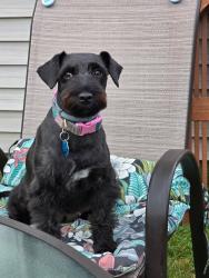 Reunited Female Dog last seen Oakdale Ave and 171st, Hammond, IN 46324
