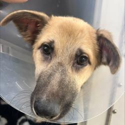 Shelter Stray Female Dog last seen , 5570 Sturmer Park Cir, Winston-Salem, NC 27105, USA