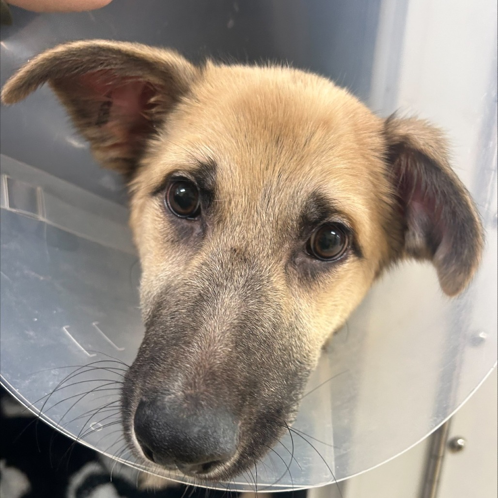 Shelter Stray Female Dog last seen , 5570 Sturmer Park Cir, Winston-Salem, NC 27105, USA