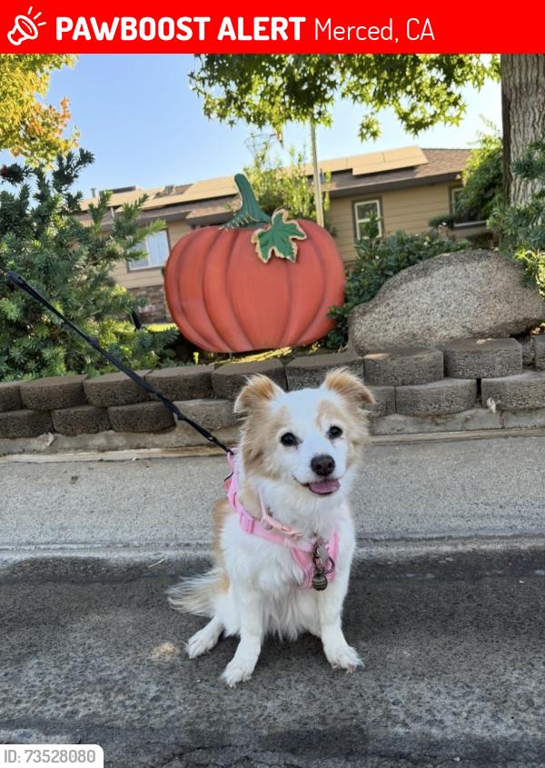 Lost Female Dog last seen Tahoe Dr., Merced, CA 95340