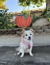 Lost Female Dog last seen Tahoe Dr., Merced, CA 95340
