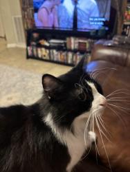 Lost Female Cat last seen Near old ranch road, San Marcos, TX 78666