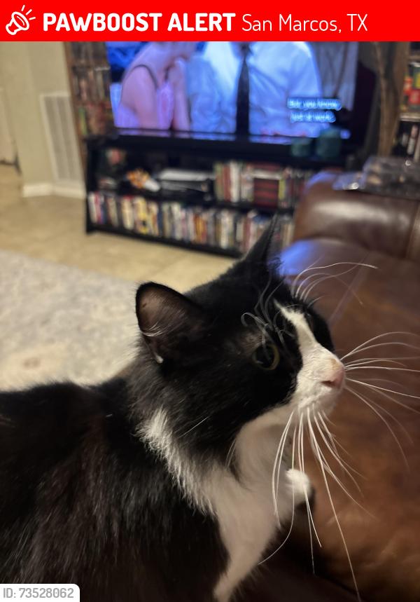 Lost Female Cat last seen Near old ranch road, San Marcos, TX 78666