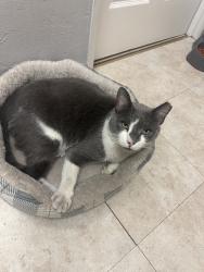 Lost Male Cat last seen Near NW 64th St and Miami Court, Miami, FL 33127