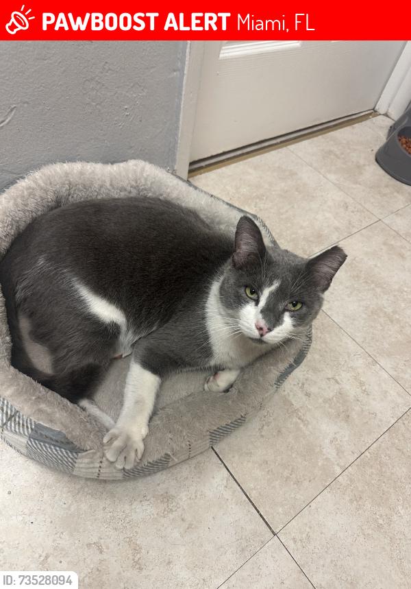 Lost Male Cat last seen Near NW 64th St and Miami Court, Miami, FL 33127