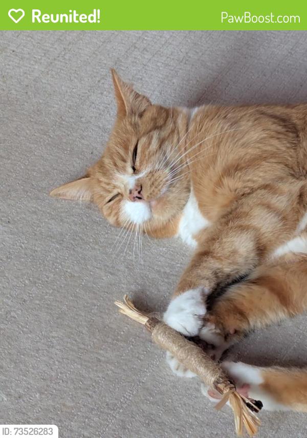 Reunited Male Cat last seen St Saviours Road Beaufort East., Bath and North East Somerset, England 