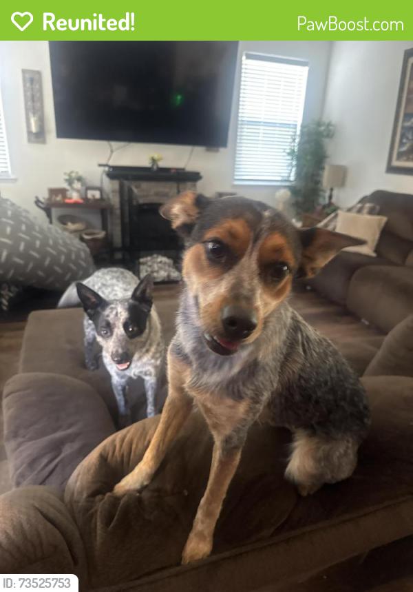 Reunited Female Dog last seen Near 8th st Gonzales ca, Gonzales, CA 93926