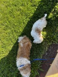 Reunited Female Dog last seen California ave near gas station, Pittsburgh, PA 15212