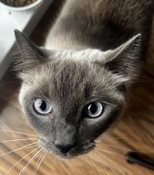 Reunited Female Cat last seen Near and 80th Ave, Langley Township, BC V2Y 0B2