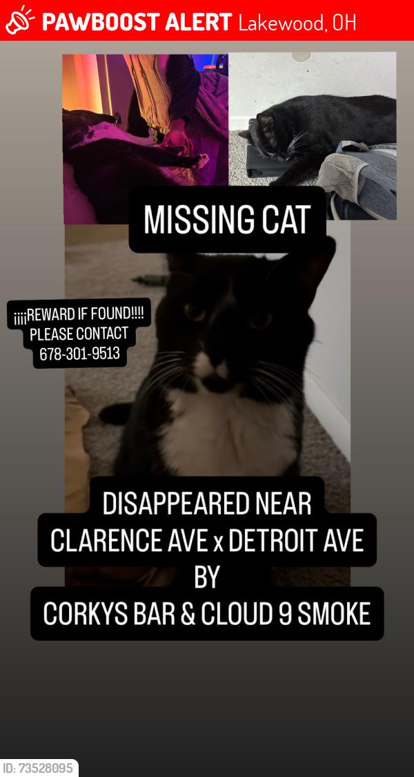 Lost Male Cat last seen Detroit Ave x Clarence Ave, Lakewood, OH 44107