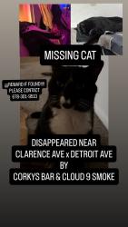Lost Male Cat last seen Detroit Ave x Clarence Ave, Lakewood, OH 44107