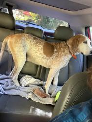 Found/Stray Male Dog last seen Bluff mountain road, Sevierville, TN 37876