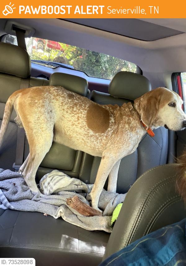 Found/Stray Male Dog last seen Bluff mountain road, Sevierville, TN 37876