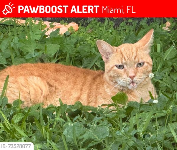 Lost Male Cat last seen Miami, Miami, FL 33182