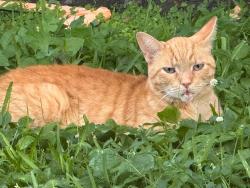 Lost Male Cat last seen Miami, Miami, FL 33182