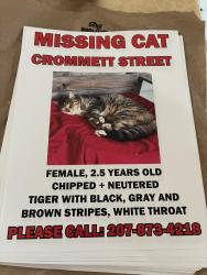 Lost Female Cat last seen Western avenye, Waterville, ME 04901