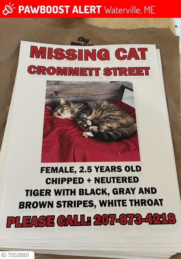 Lost Female Cat last seen Western avenye, Waterville, ME 04901