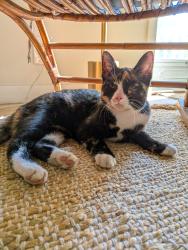 Found/Stray Female Cat last seen Bagley near Prospect and Cross, Ypsilanti, MI 48198