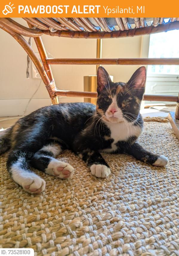 Found/Stray Female Cat last seen Bagley near Prospect and Cross, Ypsilanti, MI 48198