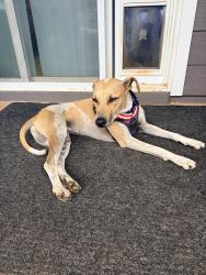 Reunited Female Dog last seen Ashburn, Charlottesville, VA 22911