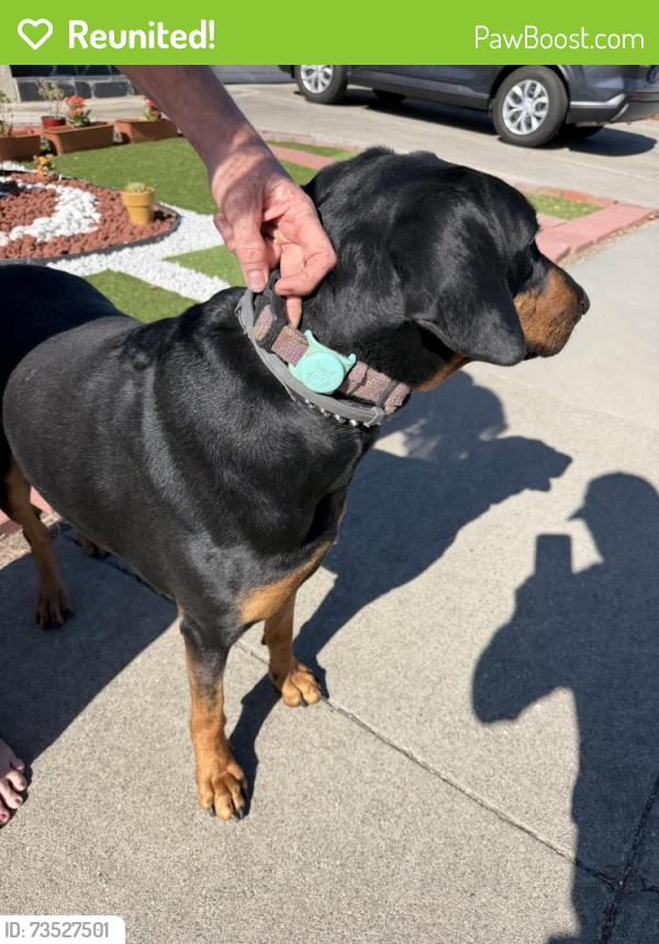 Reunited Female Dog last seen Arbutus and Camellia Dropped ve, Fremont, CA 94539