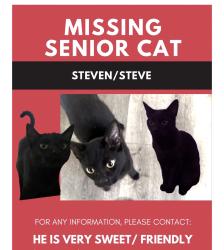 Lost Male Cat last seen Van nuys blvd./ Valerio st., Los Angeles, CA 91405