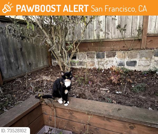 Found/Stray Unknown Cat last seen Garfield & Ralston Streets, San Francisco, San Francisco, CA 94132