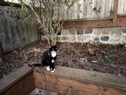 Found/Stray Unknown Cat last seen Garfield & Ralston Streets, San Francisco, San Francisco, CA 94132