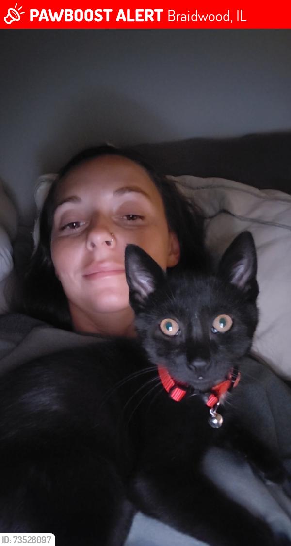 Lost Male Cat last seen On camera, Braidwood, IL 60408