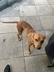 Found/Stray Female Dog last seen Crops and hackberry, New Braunfels, TX 78130