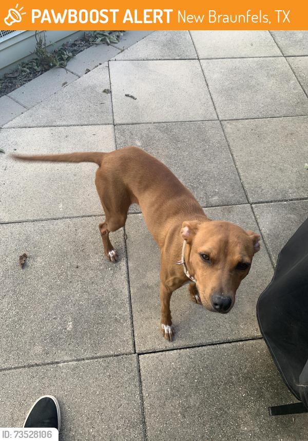 Found/Stray Female Dog last seen Crops and hackberry, New Braunfels, TX 78130