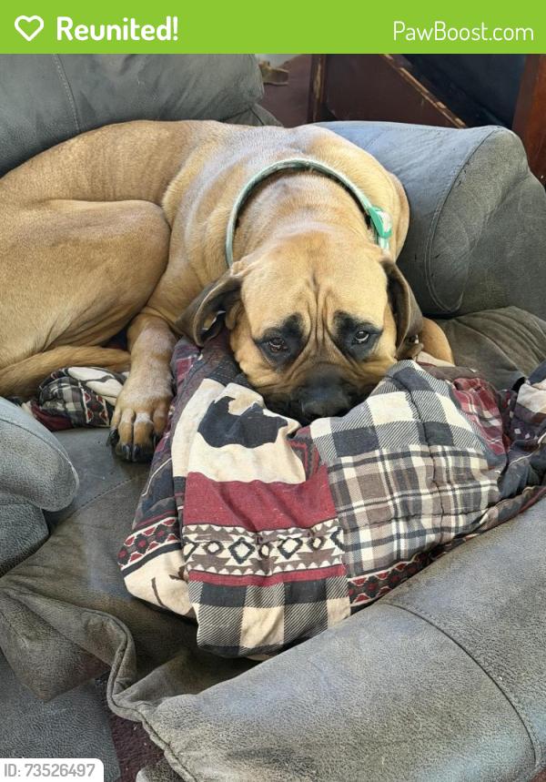 Reunited Female Dog last seen Stuart, Roosevelt, and S. Irwin Ave.,, Green Bay, WI 54301