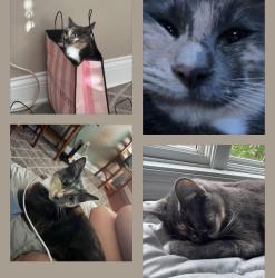 Lost Female Cat last seen Building 5 lions gate apmts, Davison, MI 48423