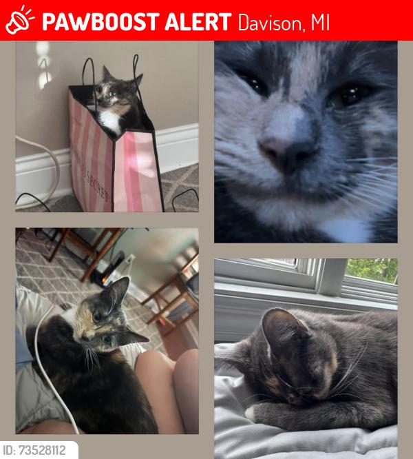 Lost Female Cat last seen Building 5 lions gate apmts, Davison, MI 48423