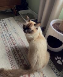 Reunited Unknown Cat last seen J Lawson Blvd, Orlando, FL 32824
