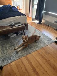 Found/Stray Male Dog last seen KXAN news station, Austin, TX 78705
