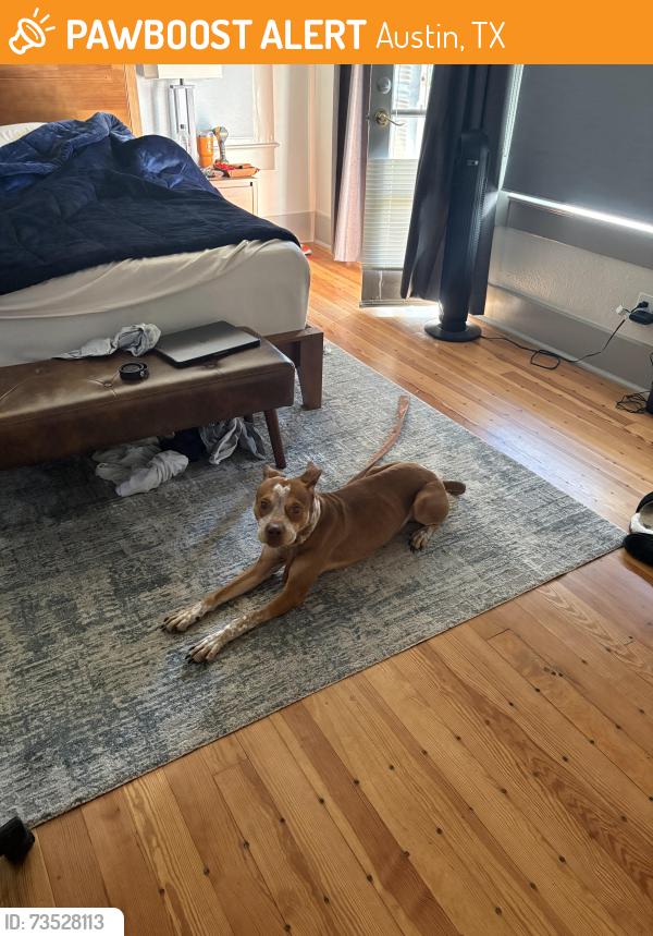 Found/Stray Male Dog last seen KXAN news station, Austin, TX 78705