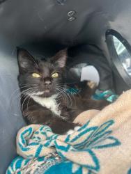 Found/Stray Female Cat last seen Near villa aveneu, Akron, OH 44310